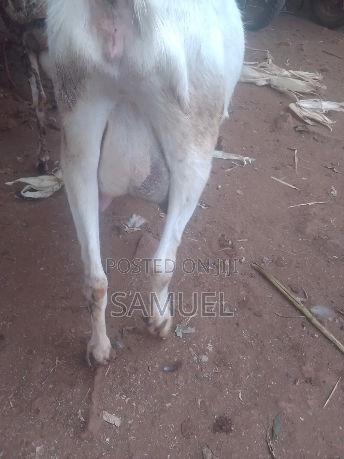 Dairy Goats and Kienyeji Poultry for Sale
