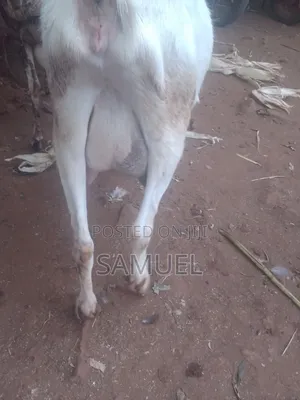 Dairy Goats and Kienyeji Poultry for Sale