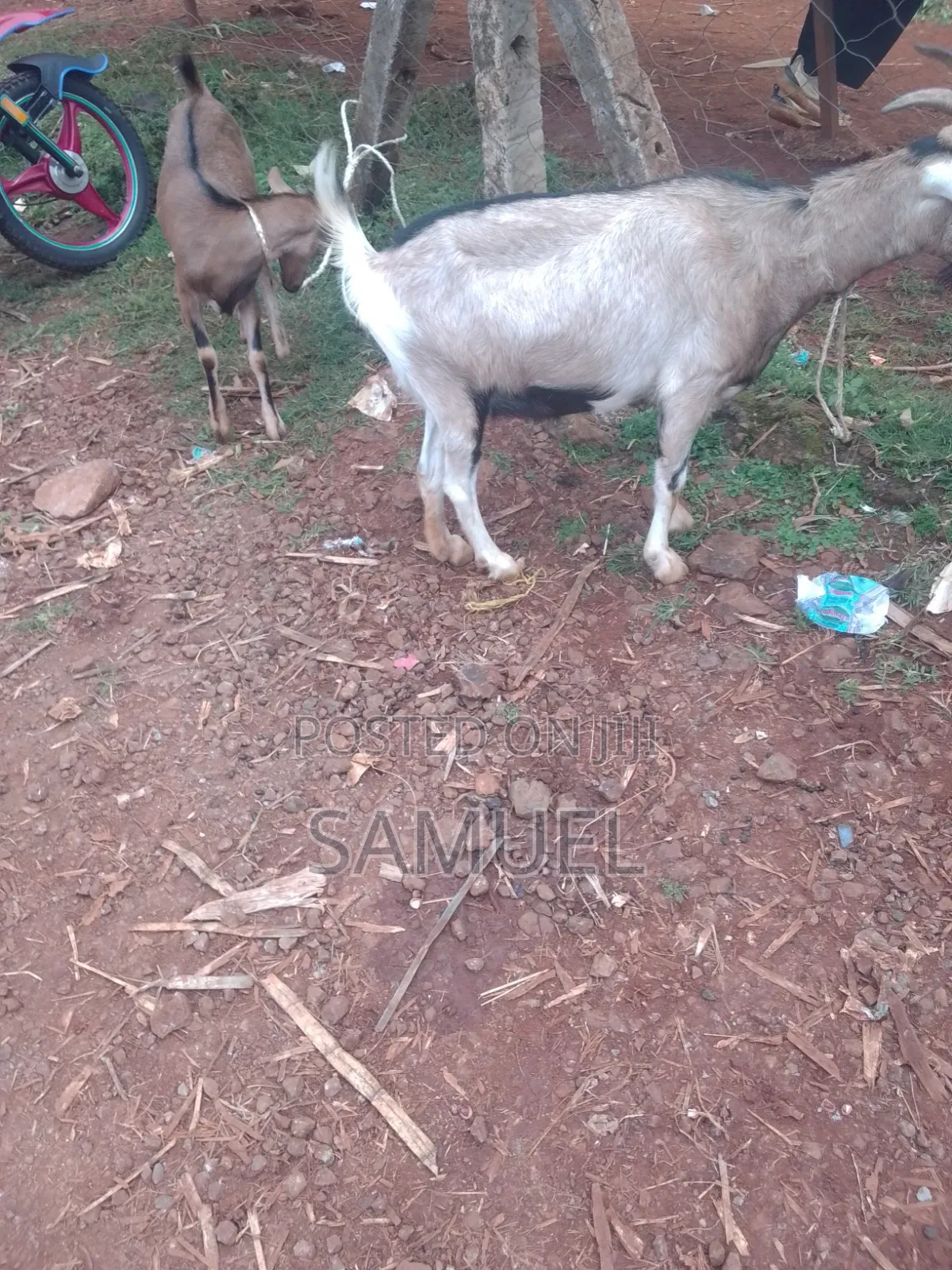 Dairy Goats and Kienyeji Poultry for Sale