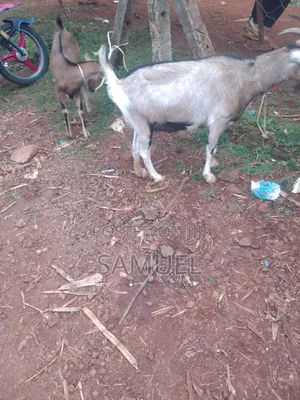 Dairy Goats and Kienyeji Poultry for Sale