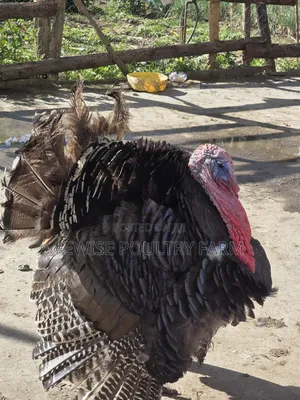 Mature Black Male Turkey