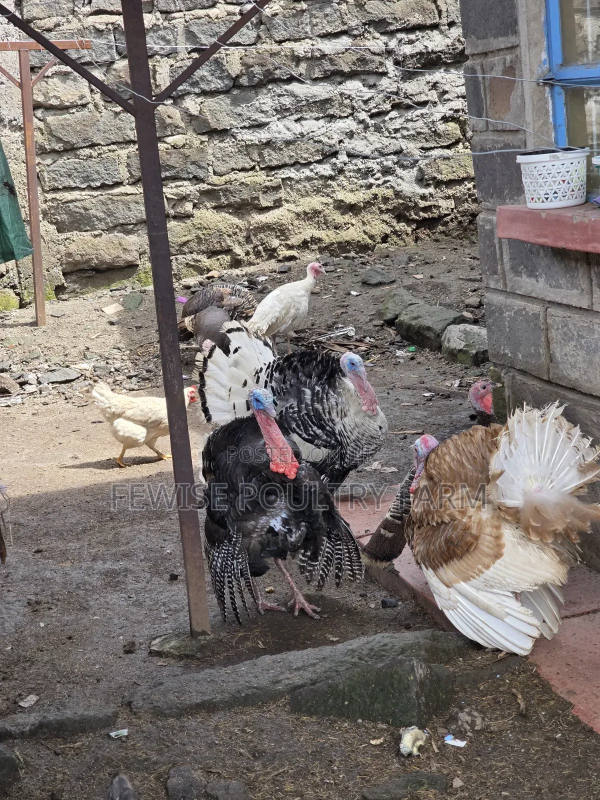 Mature Black Male Turkey