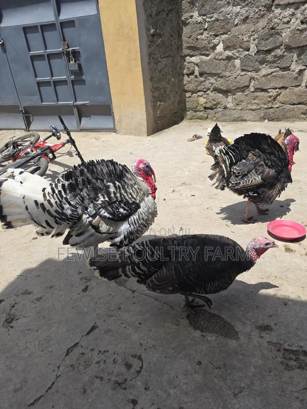 Mature Black Male Turkey - thumbnail 3
