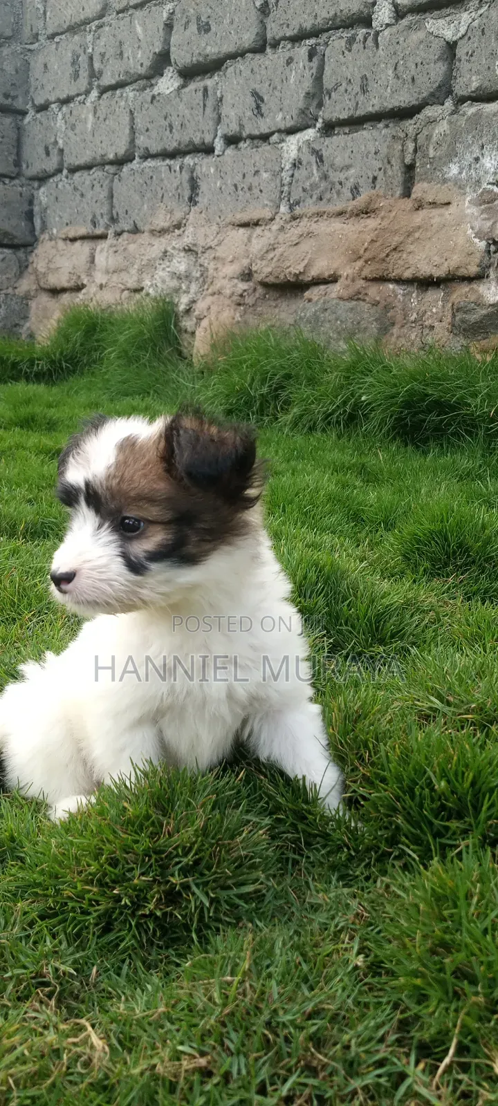 1-3 months Female Mixed Breed Maltese