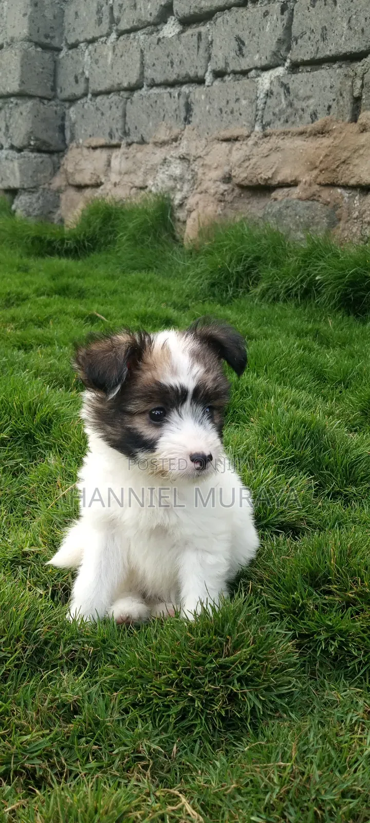 1-3 months Female Mixed Breed Maltese