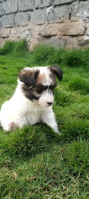 1-3 months Female Mixed Breed Maltese
