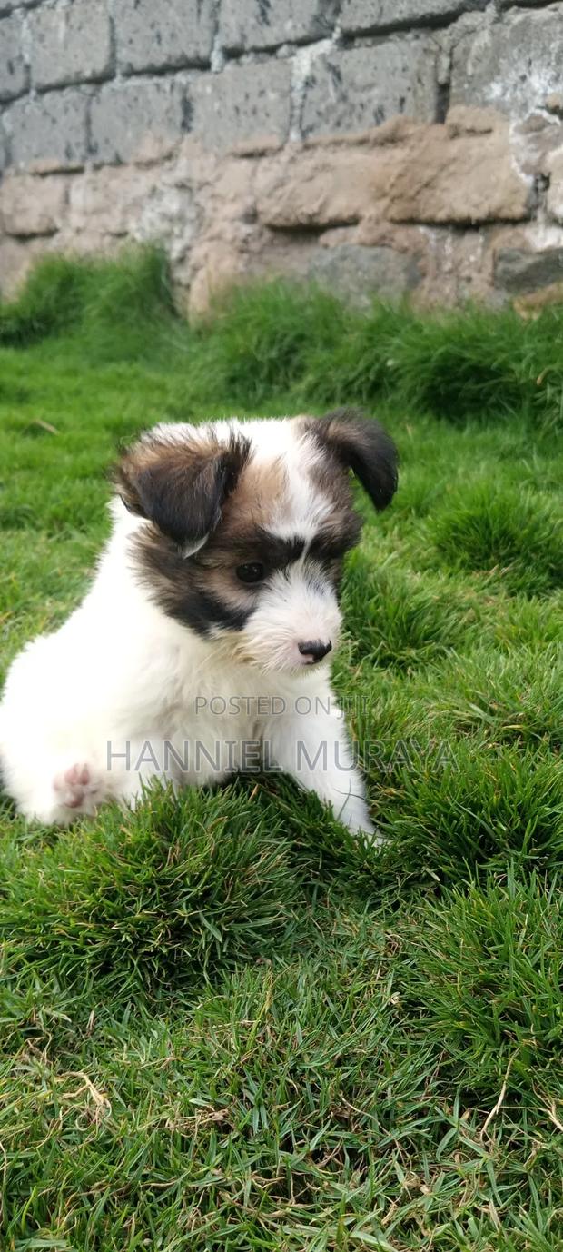 1-3 months Female Mixed Breed Maltese - thumbnail 3