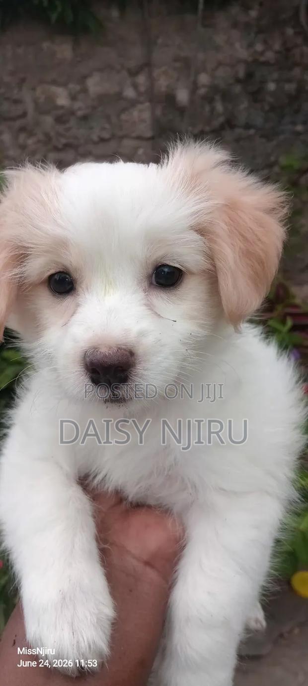 1-3 months Female Mixed Breed Great Pyrenees