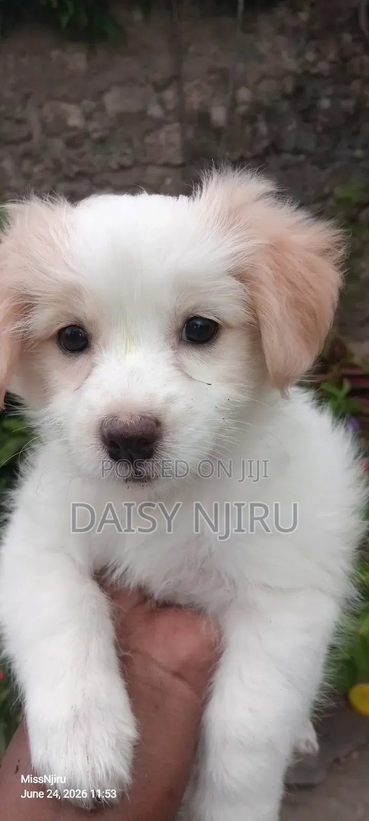 1-3 months Female Mixed Breed Great Pyrenees