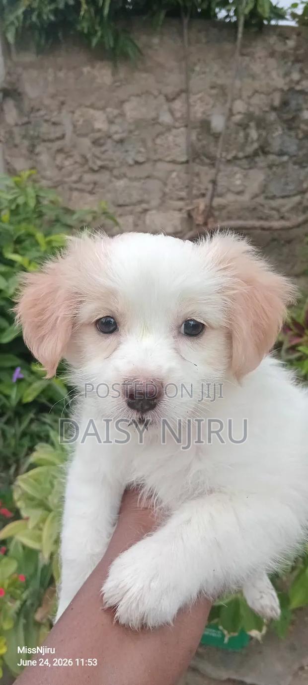 1-3 months Female Mixed Breed Great Pyrenees - thumbnail 2