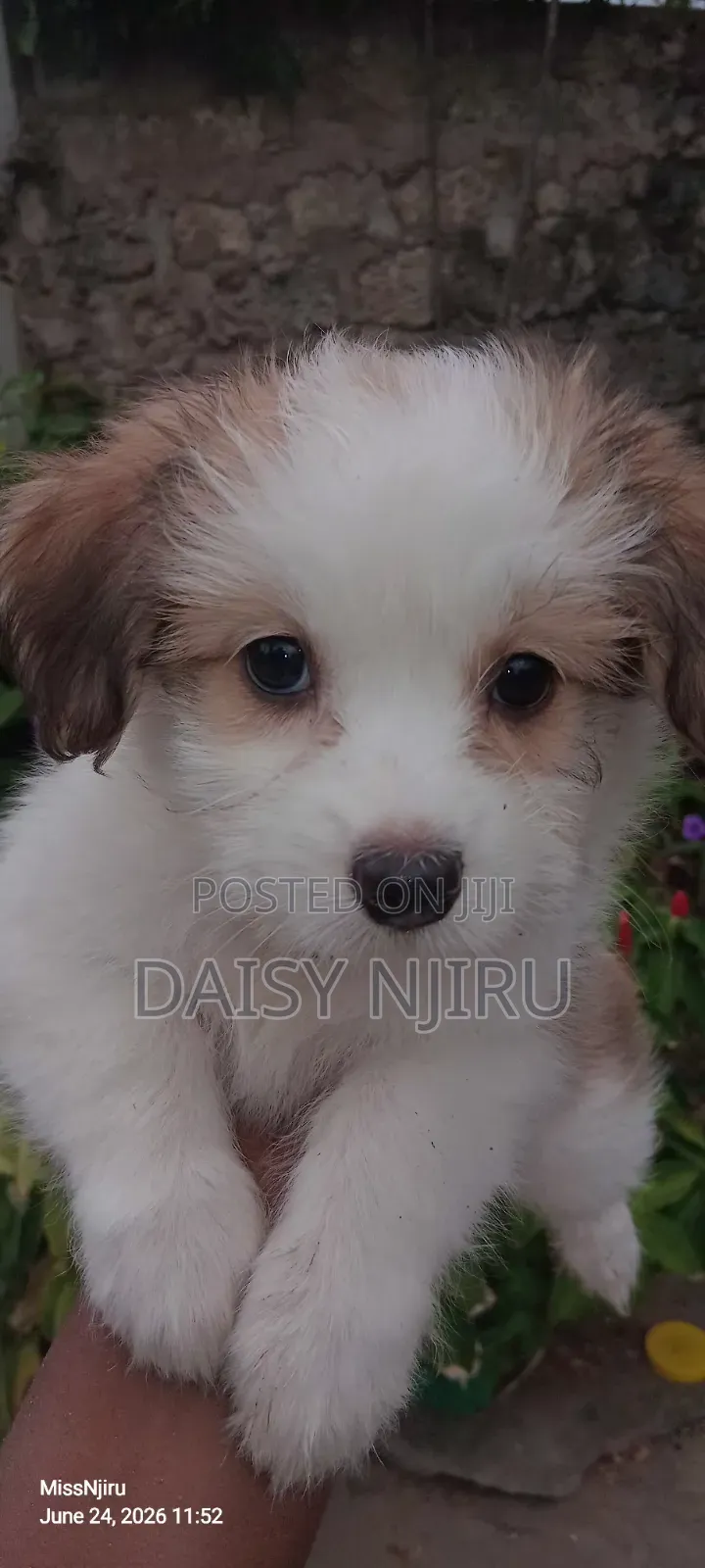 1-3 months Female Mixed Breed Great Pyrenees