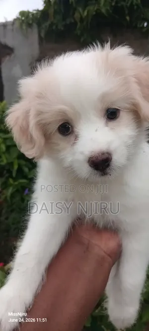 1-3 months Female Mixed Breed Great Pyrenees