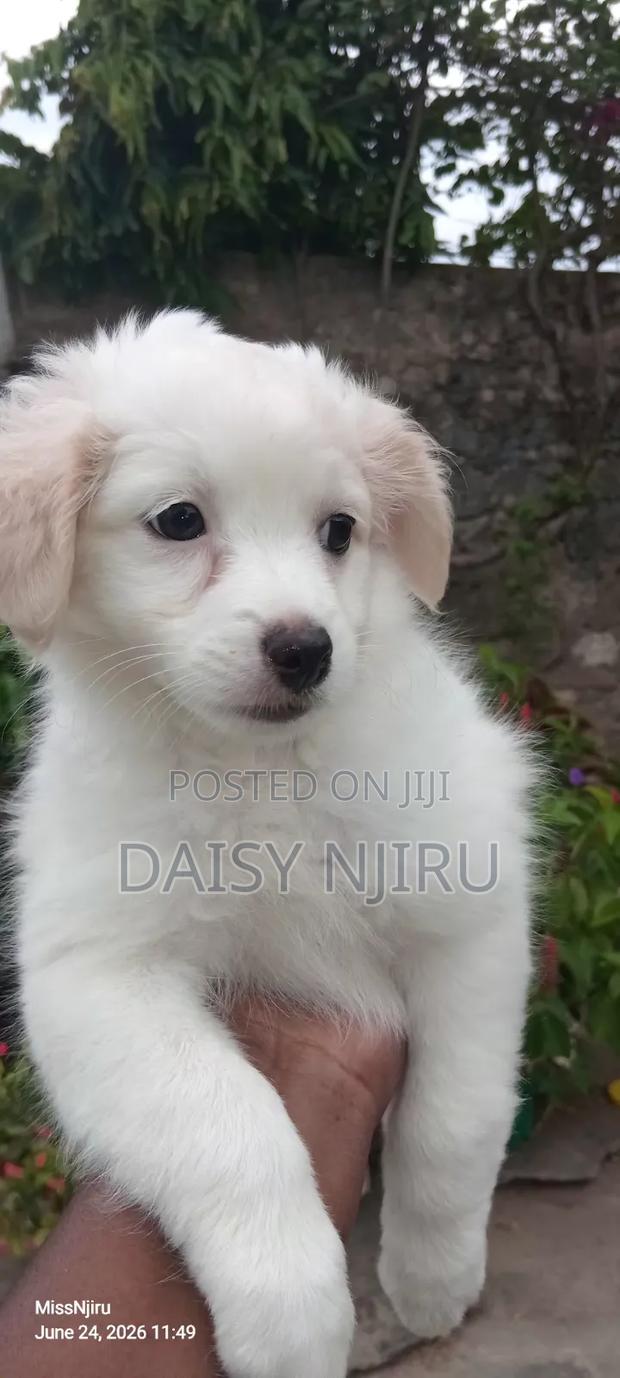 1-3 months Female Mixed Breed Great Pyrenees - thumbnail 5