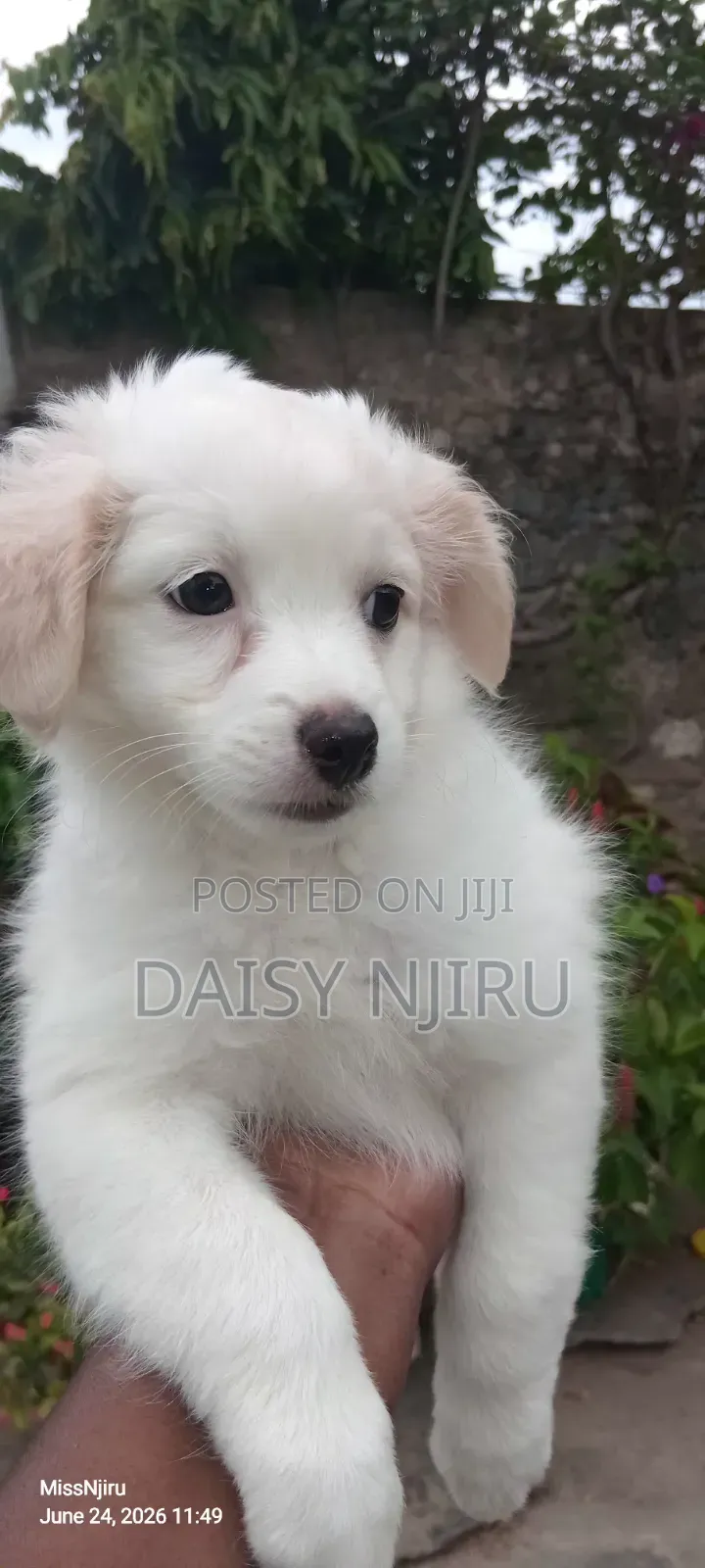 1-3 months Female Mixed Breed Great Pyrenees
