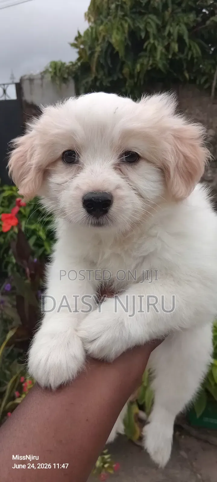 1-3 months Female Mixed Breed Great Pyrenees