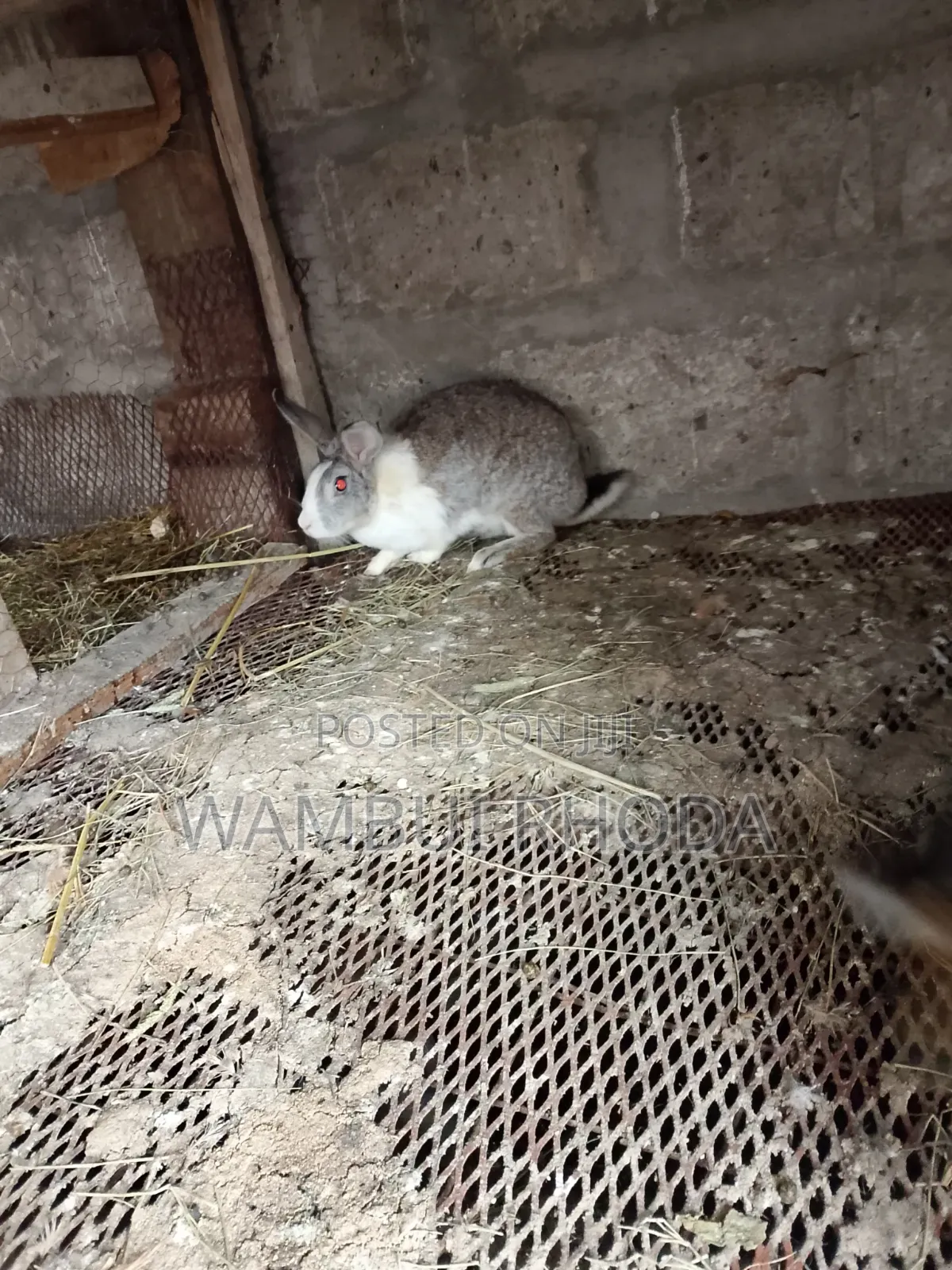 Rabbits All Sizes