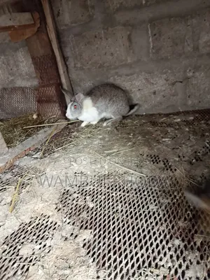 Rabbits All Sizes