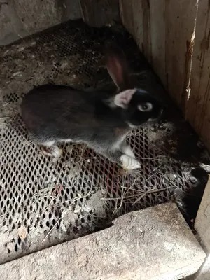 Rabbits All Sizes