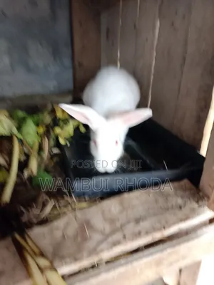 Rabbits All Sizes