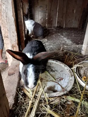 Rabbits All Sizes