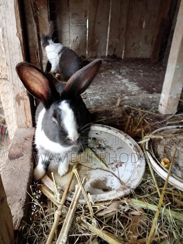 Rabbits All Sizes - thumbnail 6