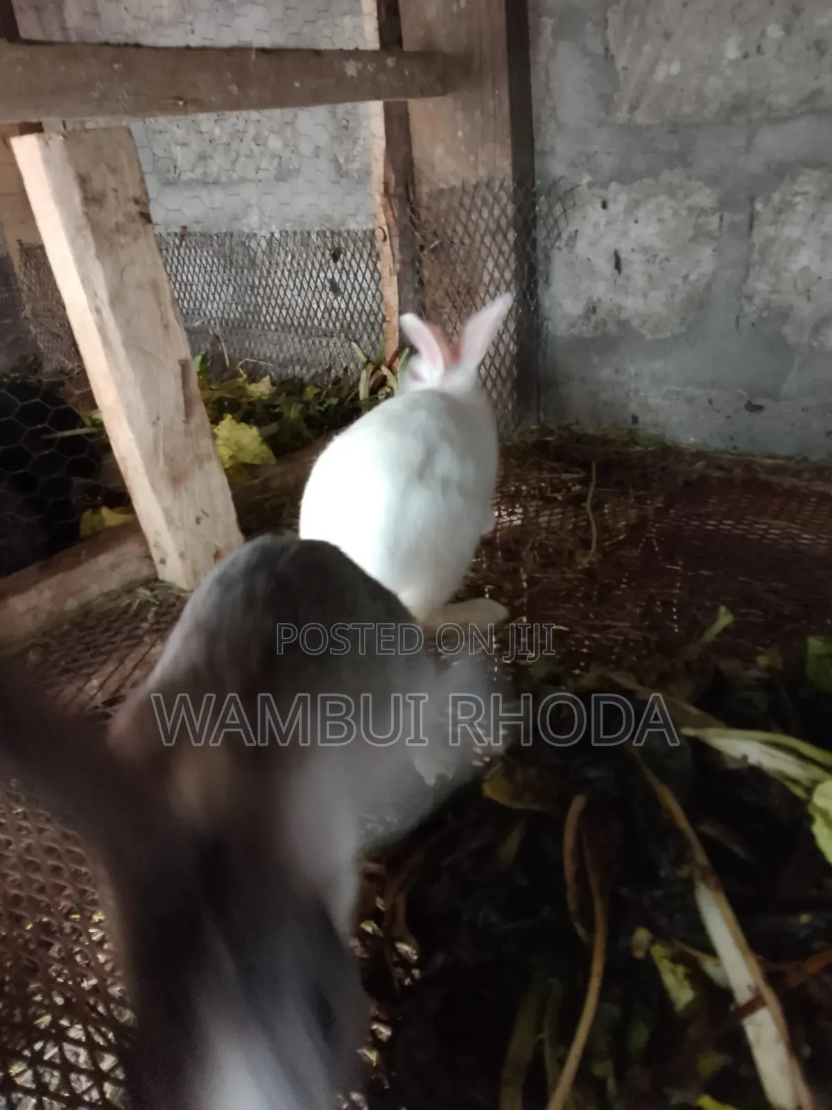 Rabbits All Sizes
