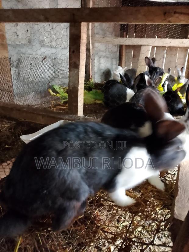 Rabbits All Sizes - thumbnail 9