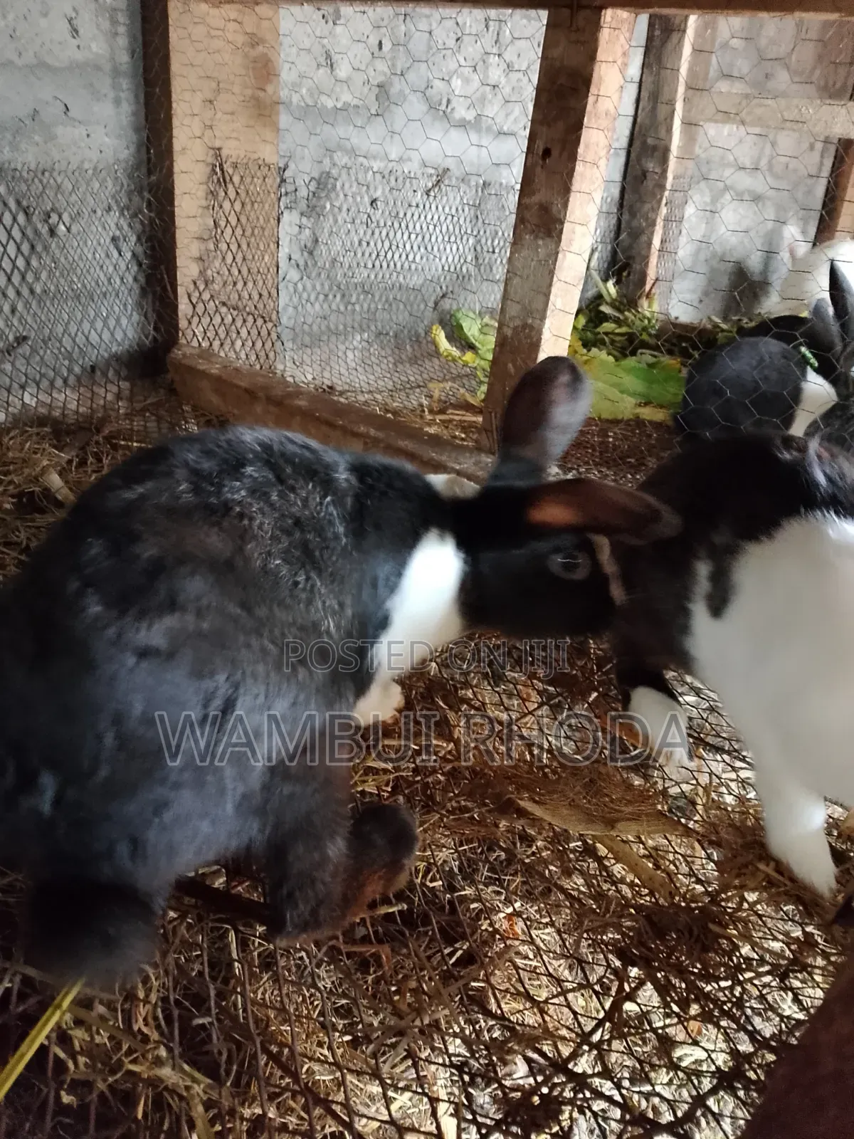 Rabbits All Sizes