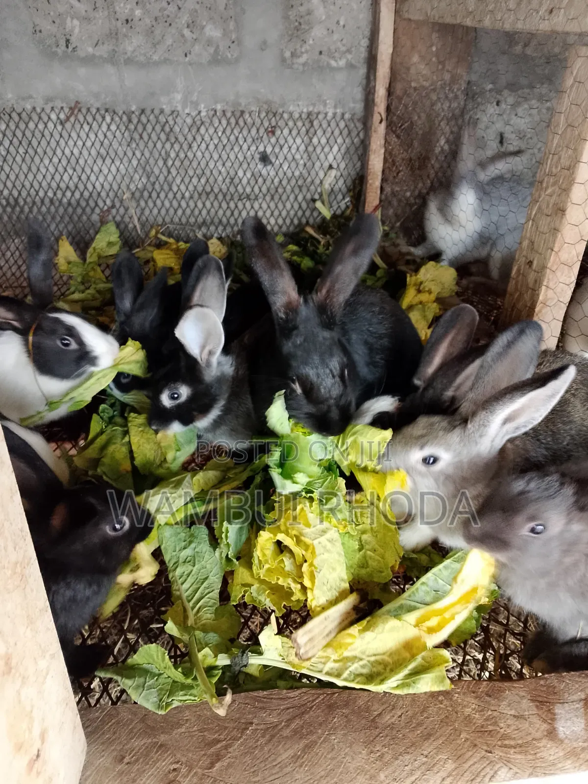Rabbits All Sizes