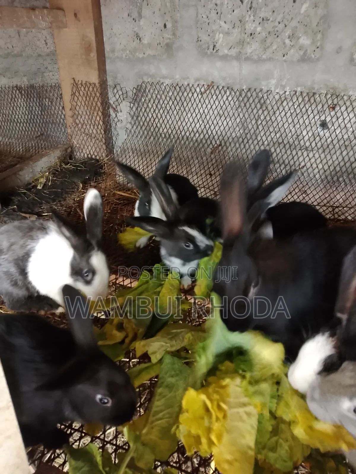 Rabbits All Sizes