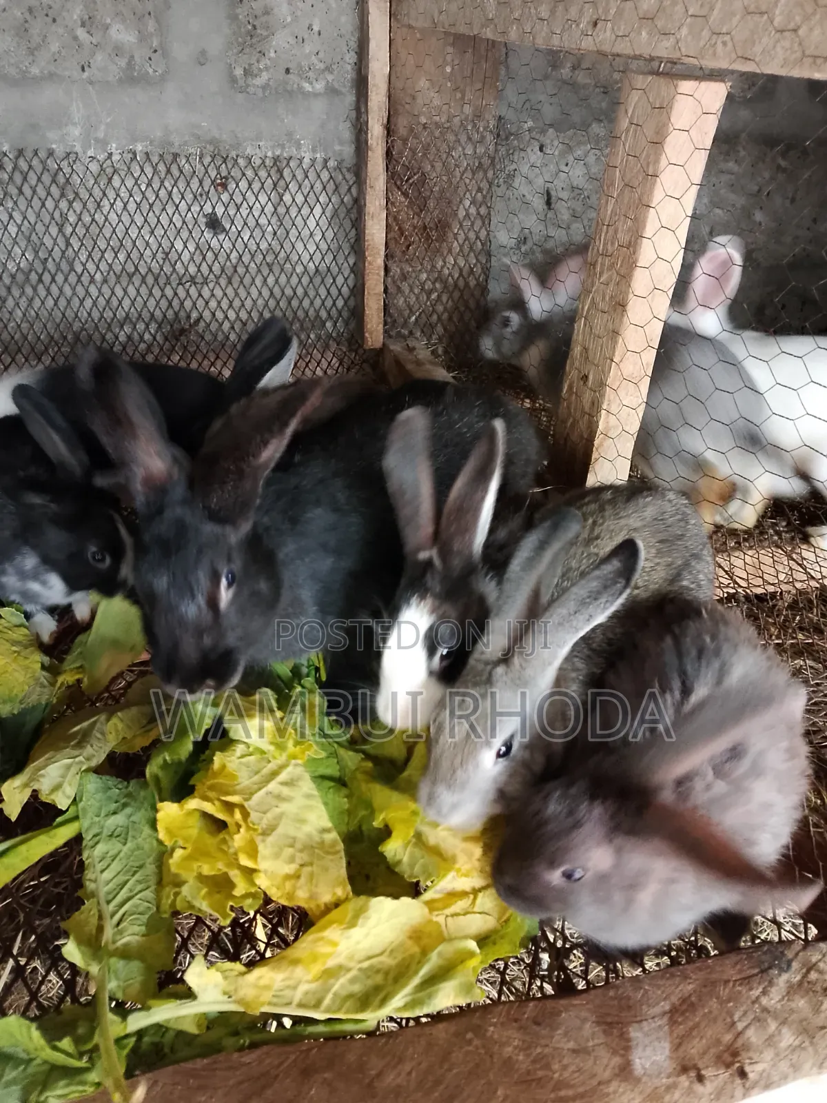 Rabbits All Sizes
