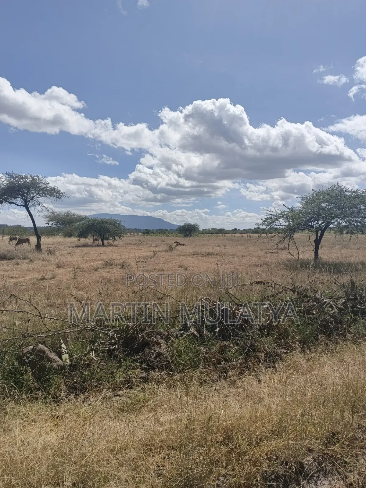 Land for Sell