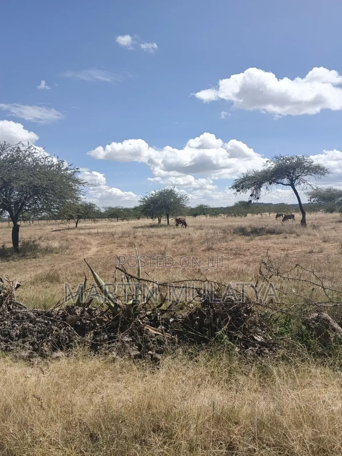 Land for Sell