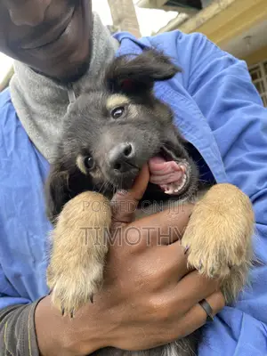1-3 months Male Mixed Breed German Shepherd