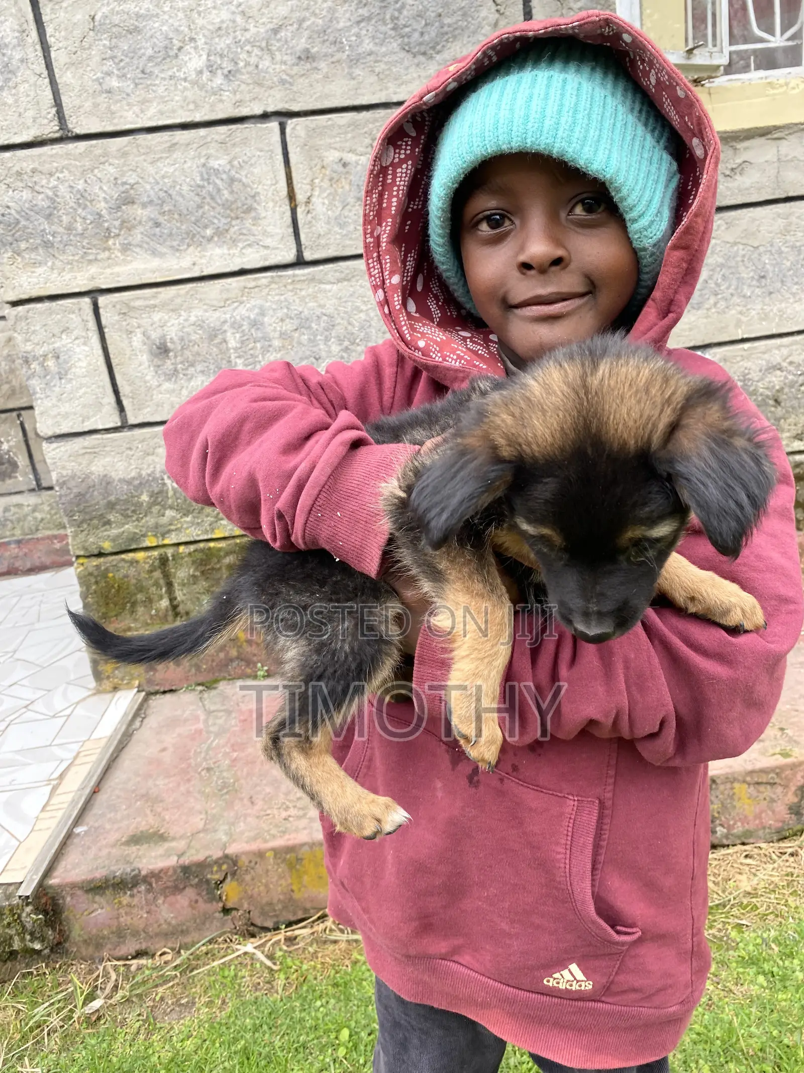 1-3 months Male Mixed Breed German Shepherd