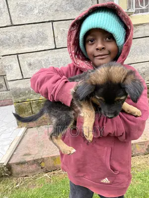 1-3 months Male Mixed Breed German Shepherd