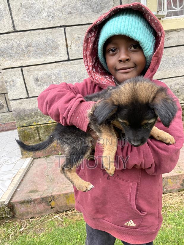 1-3 months Male Mixed Breed German Shepherd - thumbnail 2