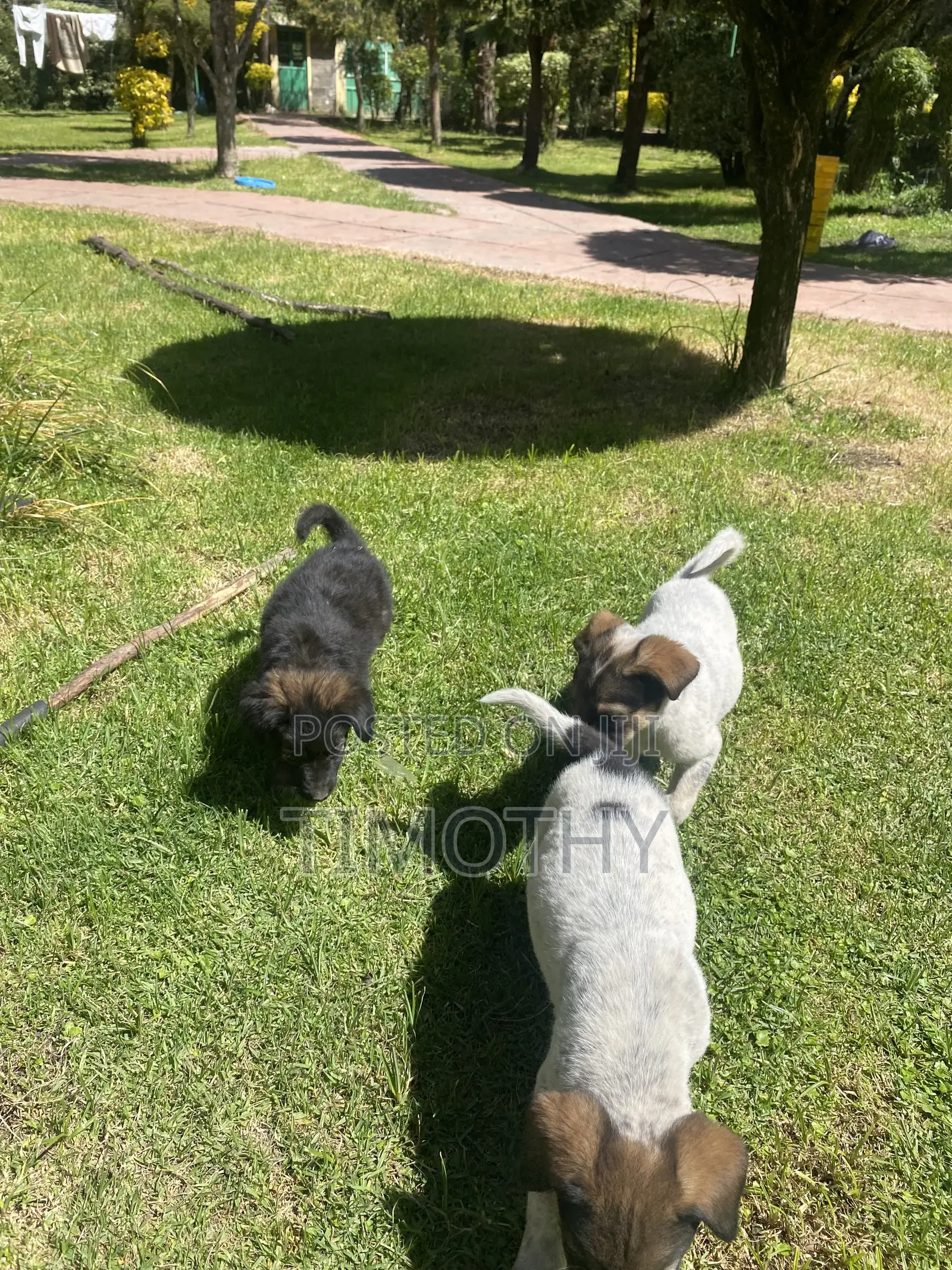 1-3 months Male Mixed Breed German Shepherd