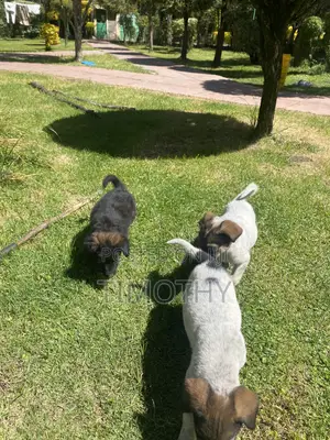 1-3 months Male Mixed Breed German Shepherd