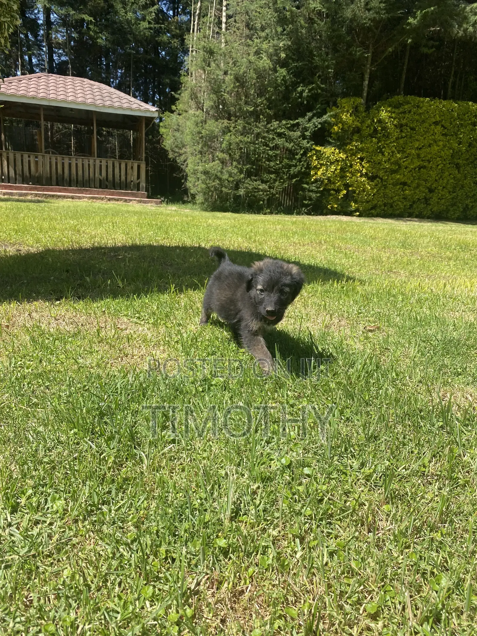 1-3 months Male Mixed Breed German Shepherd