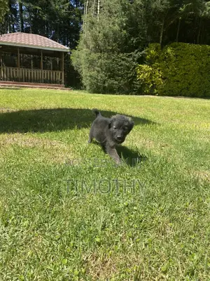 1-3 months Male Mixed Breed German Shepherd