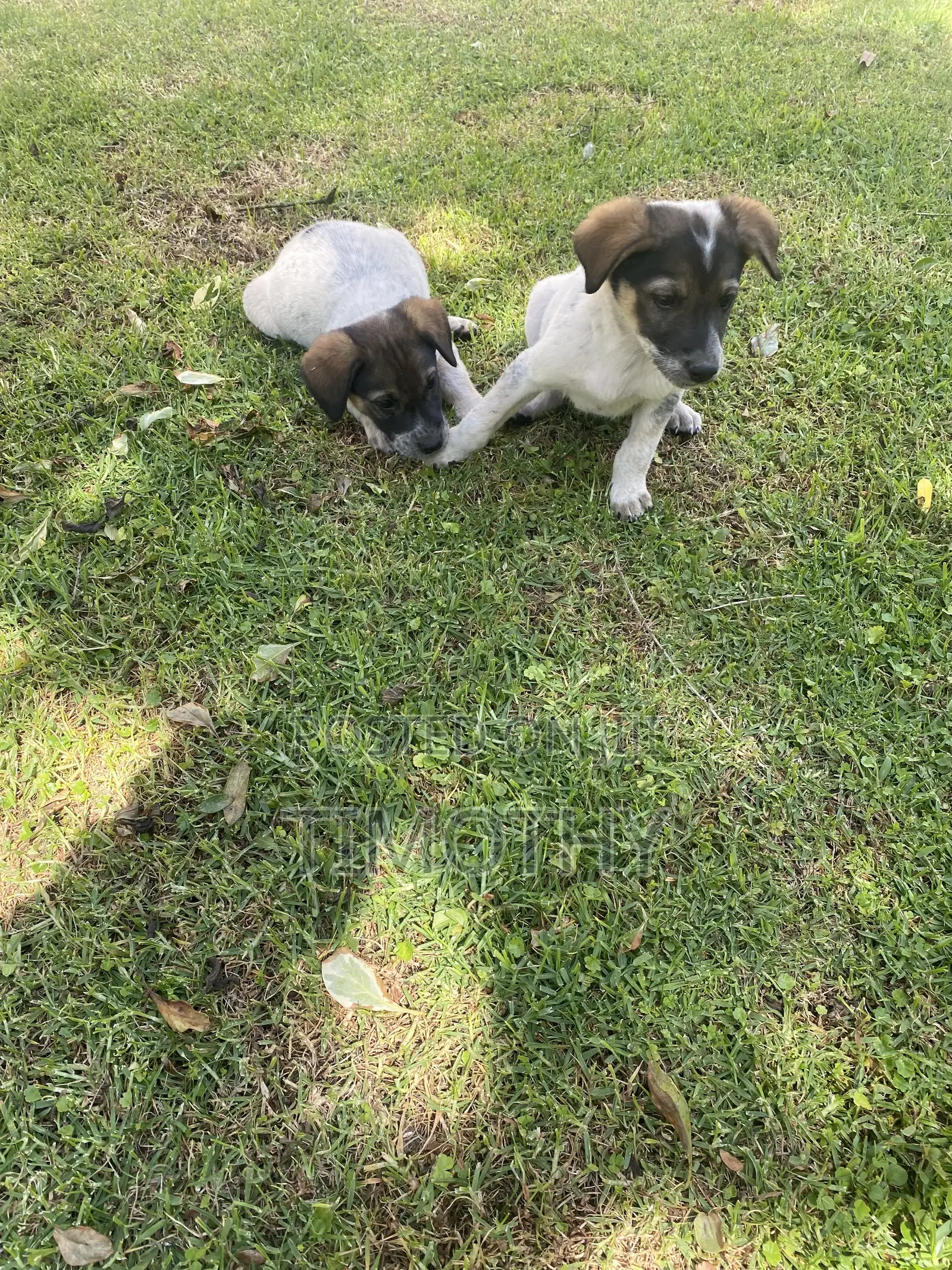 1-3 months Male Mixed Breed German Shepherd