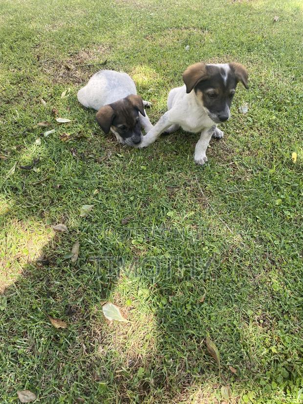 1-3 months Male Mixed Breed German Shepherd - thumbnail 6
