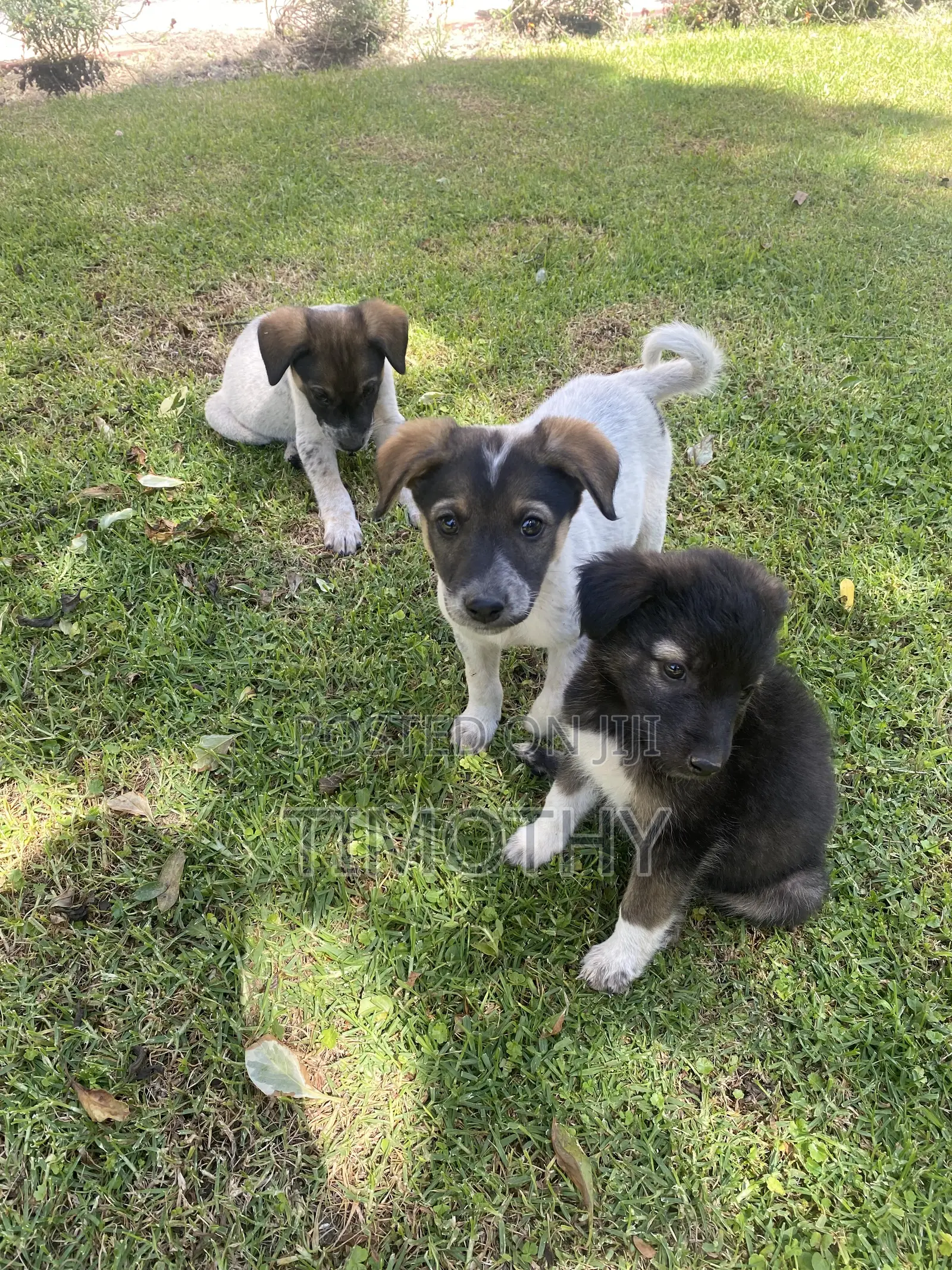 1-3 months Male Mixed Breed German Shepherd