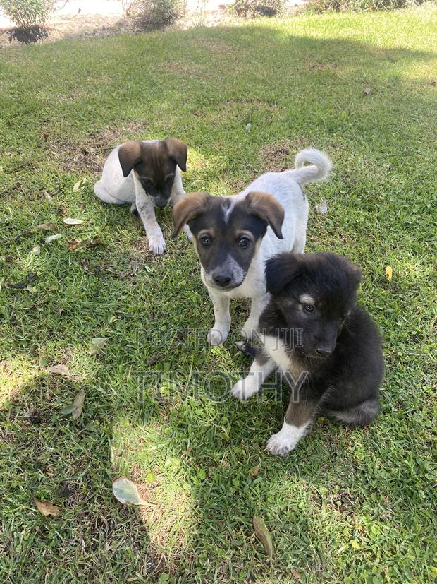 1-3 months Male Mixed Breed German Shepherd - thumbnail 7