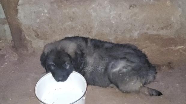 1-3 months Male Purebred Caucasian Shepherd - thumbnail 3