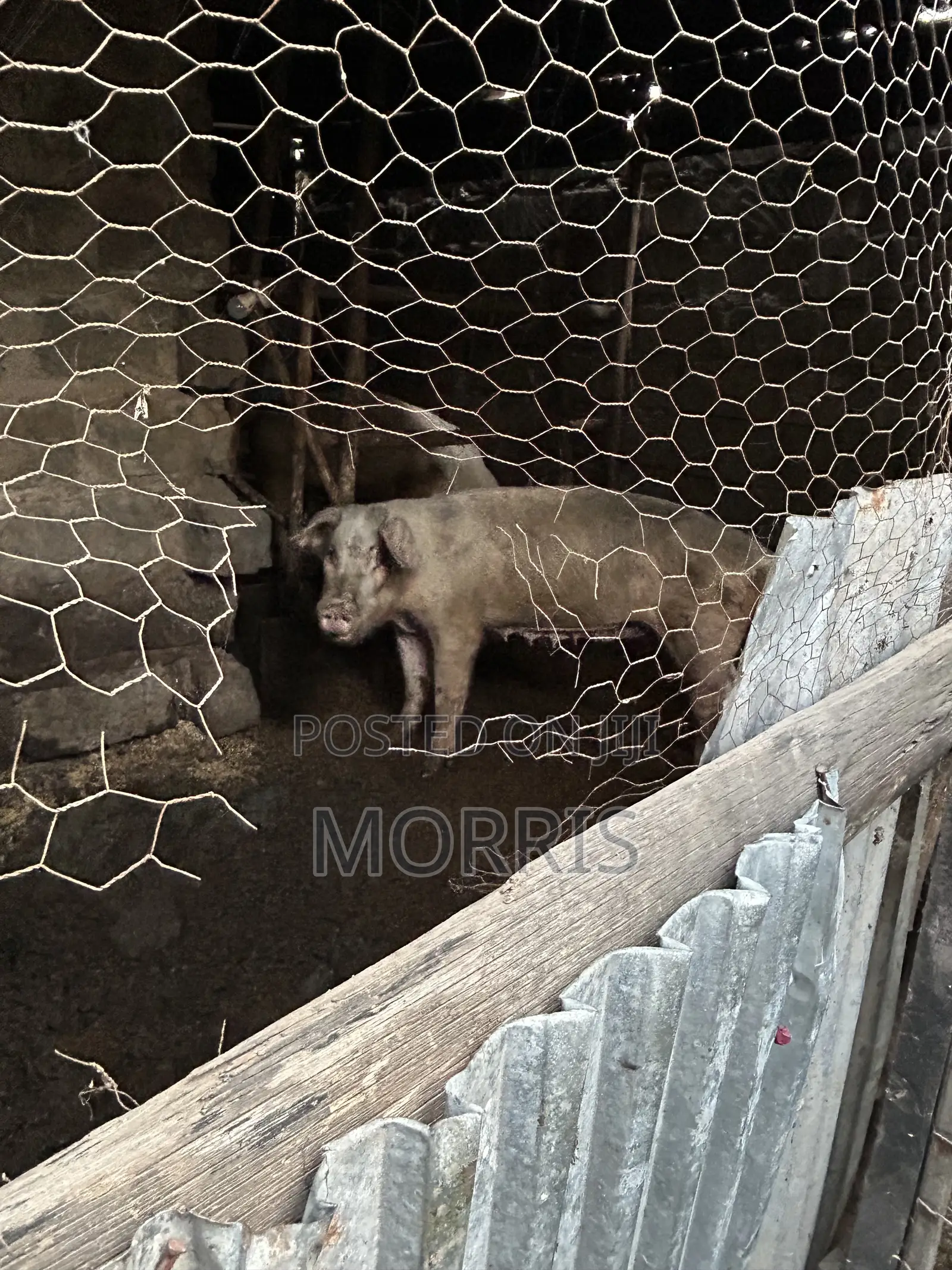 Pigs and Piglets
