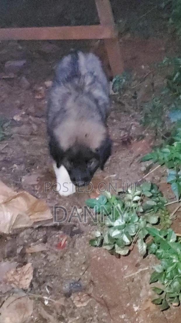 1-3 months Male Purebred Caucasian Shepherd - thumbnail 7