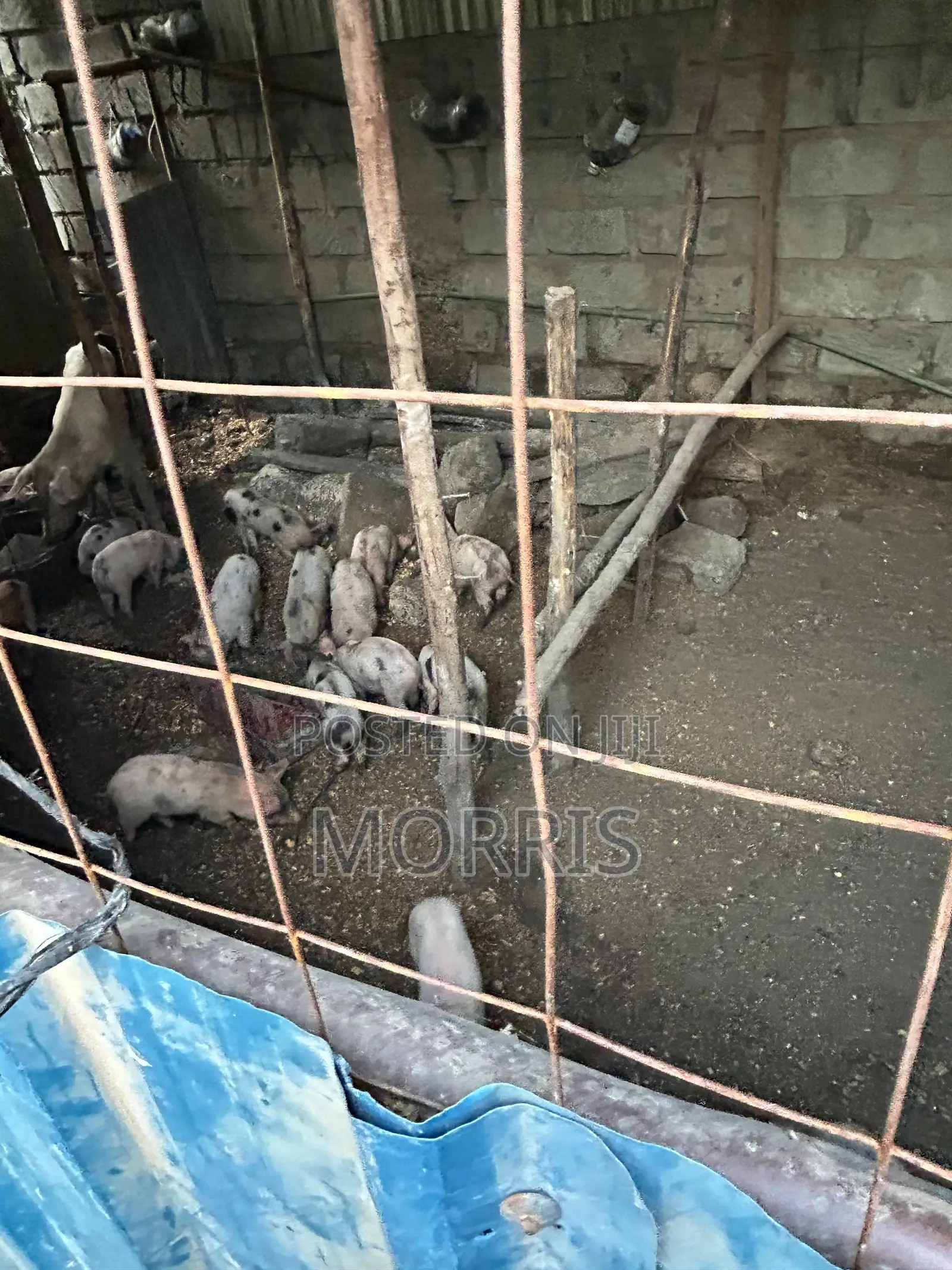 Pigs and Piglets