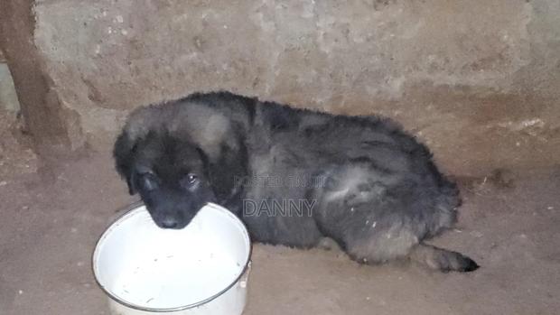 1-3 months Male Purebred Caucasian Shepherd - thumbnail 8